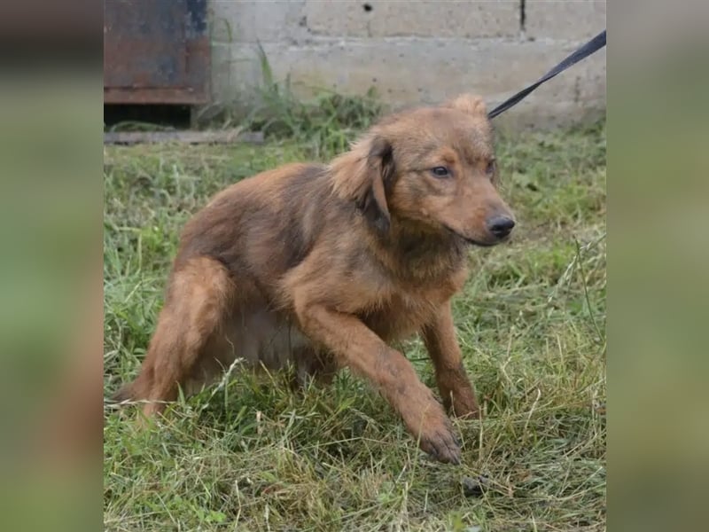 „Steve“, ca. 1,5 Jahre, leidet sehr im Zwinger, menschenbezogen, noch unsicher und zurückhaltend