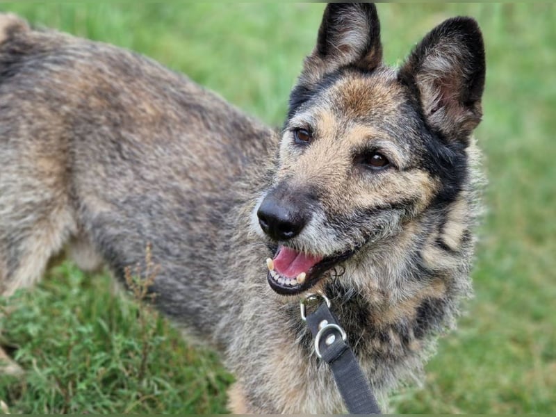 NOTFALL !!! Liebenswerter Zausel „Jurko“, ca. 2017 geb., sehr lieb und absolut menschenbezogen!