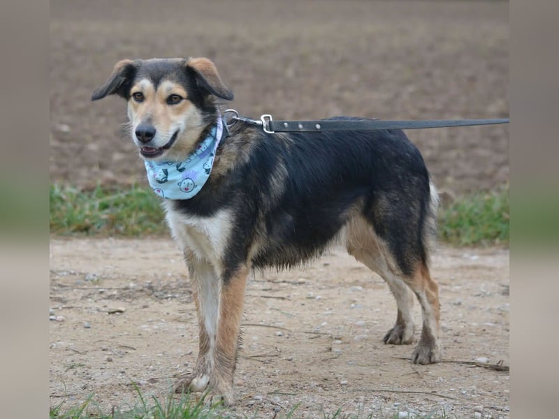 „Bela“, eine ganz tolle, liebe und sehr gut verträgliche Hündin, liebt lange Spaziergänge