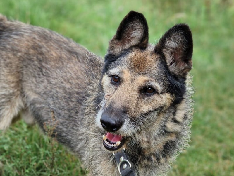 NOTFALL !!! Liebenswerter Zausel „Jurko“, ca. 2017 geb., sehr lieb und absolut menschenbezogen!