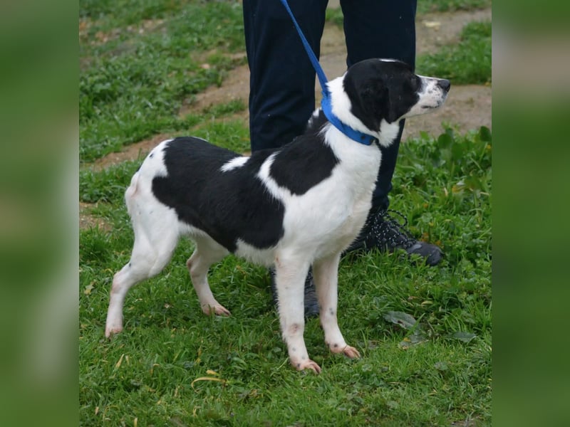 Liebe Mischlingshündin „Pünktchen“, ca. 2022/2023 geb., gut verträglich