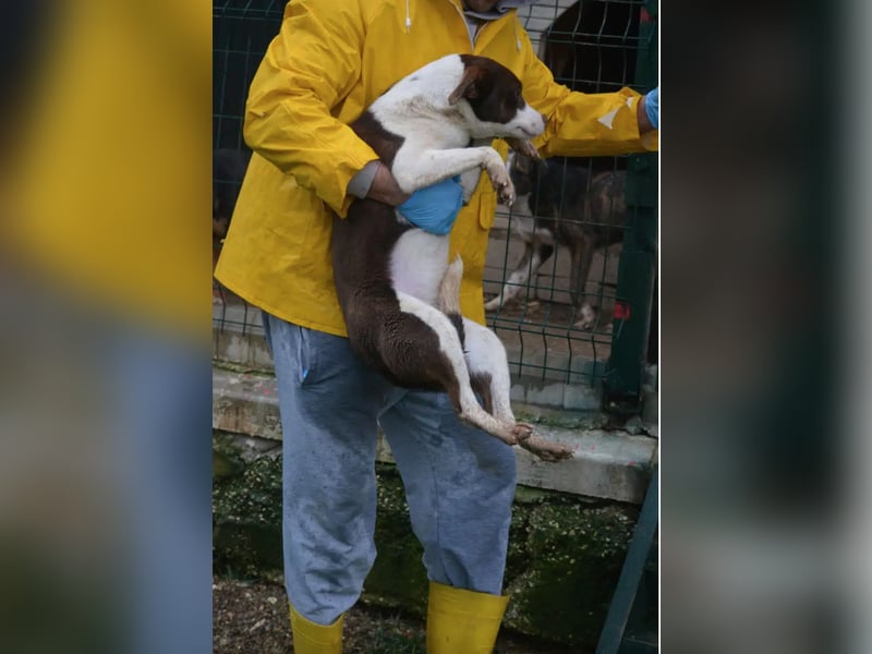 Sehr liebe, verträgliche Junghündin „Wilma“, ca. 2024 geboren, verspielt und lieb, sucht Körbche