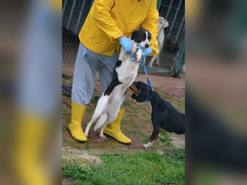 Liebe Mischlingshündin „Pünktchen“, ca. 2022/2023 geb., gut verträglich