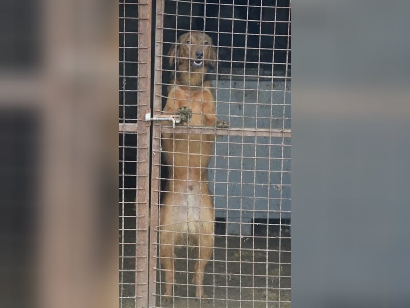 „Steve“, ca. 1,5 Jahre, leidet sehr im Zwinger, menschenbezogen, noch unsicher und zurückhaltend