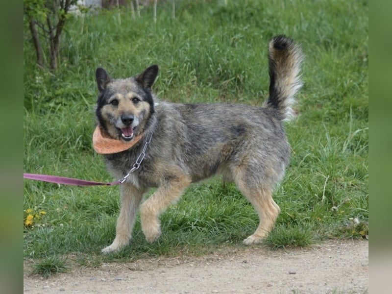 NOTFALL !!! Liebenswerter Zausel „Jurko“, ca. 2017 geb., sehr lieb und absolut menschenbezogen!