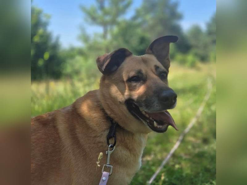 „Coco“ - Liebe Hündin, ca. 2018 geb., sucht Zuhause, gut verträglich