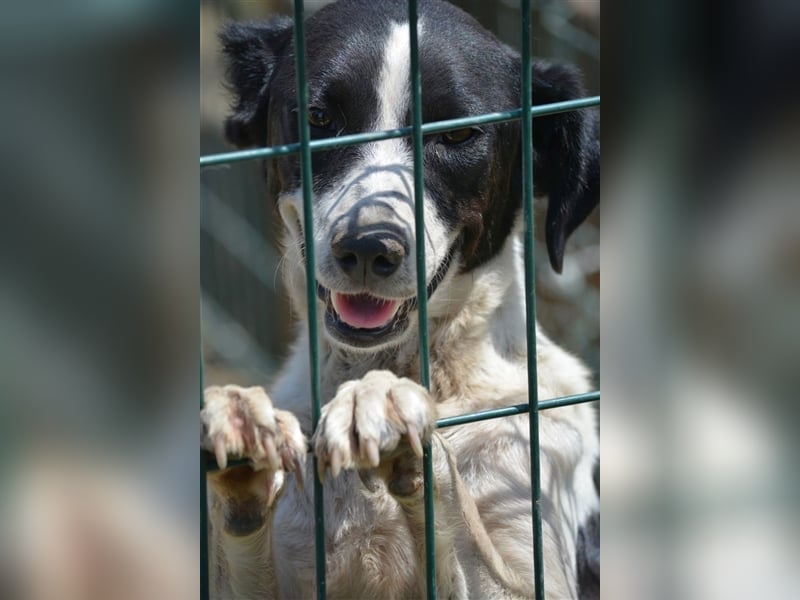 „Basti“, ca. 2021 geboren sucht Zuhause. Lieb und verträglich.