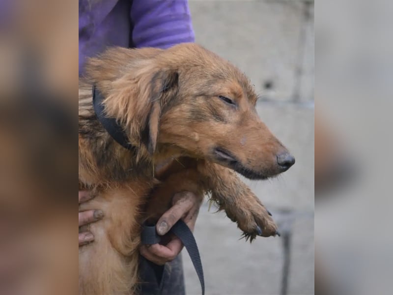 „Steve“, ca. 1,5 Jahre, leidet sehr im Zwinger, menschenbezogen, noch unsicher und zurückhaltend