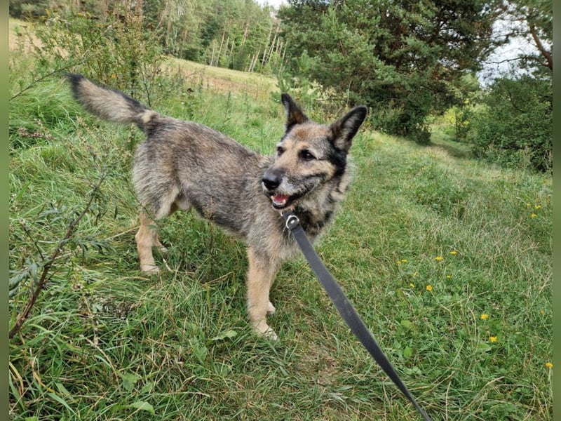 NOTFALL !!! Liebenswerter Zausel „Jurko“, ca. 2017 geb., sehr lieb und absolut menschenbezogen!