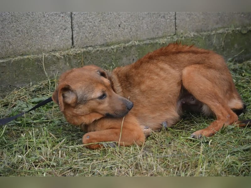 „Katja“, ca. 4-5 Jahre, lieb, menschenbezogen, noch unsicher und ängstlich