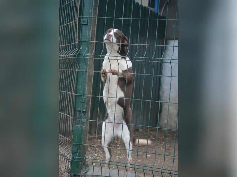 Sehr liebe, verträgliche Junghündin „Wilma“, ca. 2024 geboren, verspielt und lieb, sucht Körbche
