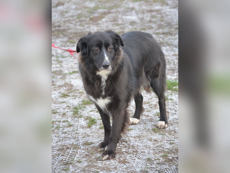 Liebe, gut verträgliche Mischlingshündin Bonni, gut verträglich