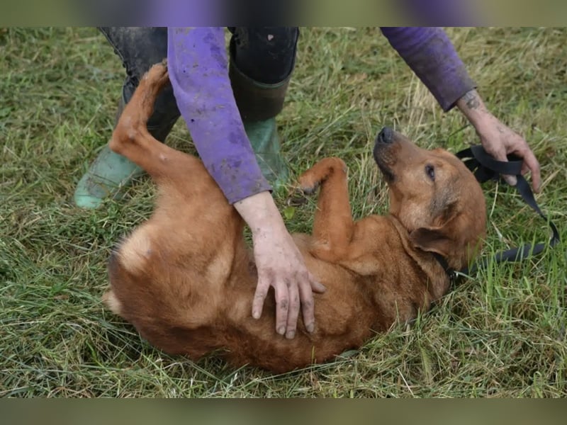 „Katja“, ca. 4-5 Jahre, lieb, menschenbezogen, noch unsicher und ängstlich