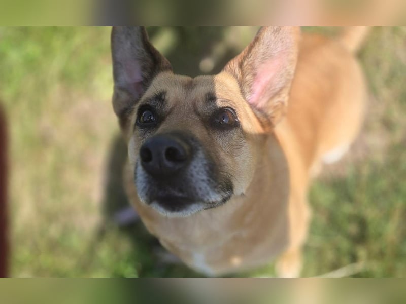 „Coco“ - Liebe Hündin, ca. 2018 geb., sucht Zuhause, gut verträglich