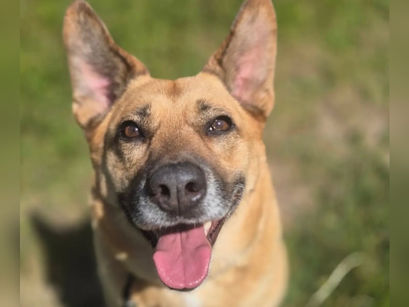„Coco“ - Liebe Hündin, ca. 2018 geb., sucht Zuhause, gut verträglich