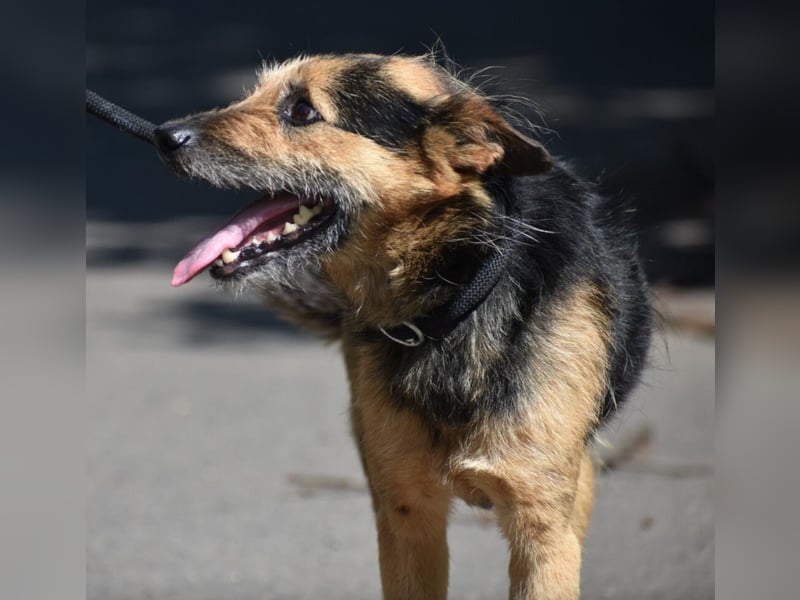 „Moses“ ist ein liebenswerter kleiner Mischling, dessen Herrchen verstorben ist. Geboren ca. 01.2017