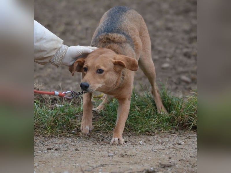 Kleine zurückhaltende Hündin LYDIA, ca. 2019 geboren; gut verträglich, sanftes Wesen, ruhig
