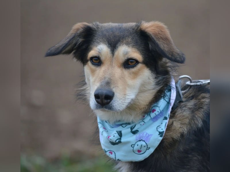 „Bela“, eine ganz tolle, liebe und sehr gut verträgliche Hündin, liebt lange Spaziergänge