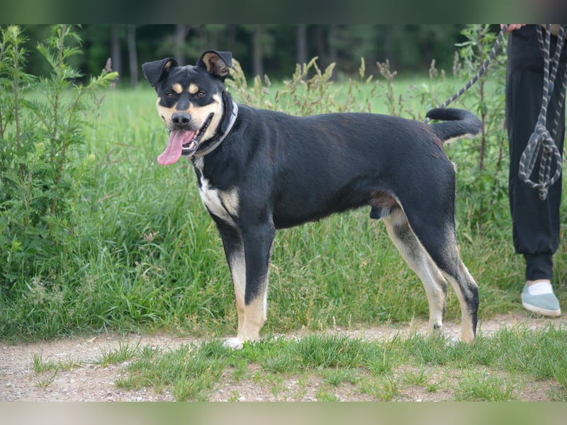Schmusebacke Fynn möchte was erleben, mit seinen Menschen. Toller Hund!