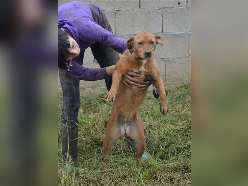 „Britta“, ca. 5 Jahre, lieb, noch scheu und zurückhaltend, sucht stabiles Zuhause