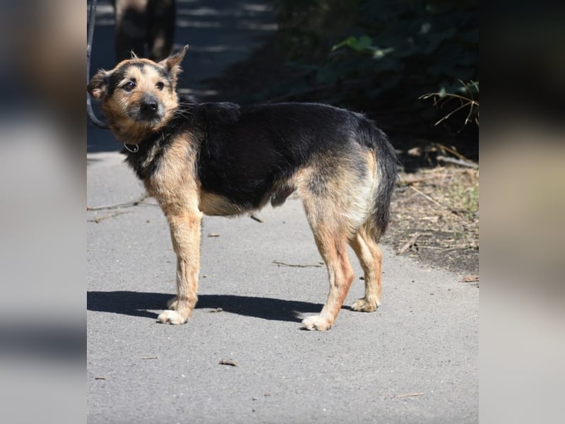 „Moses“ ist ein liebenswerter kleiner Mischling, dessen Herrchen verstorben ist. Geboren ca. 01.2017