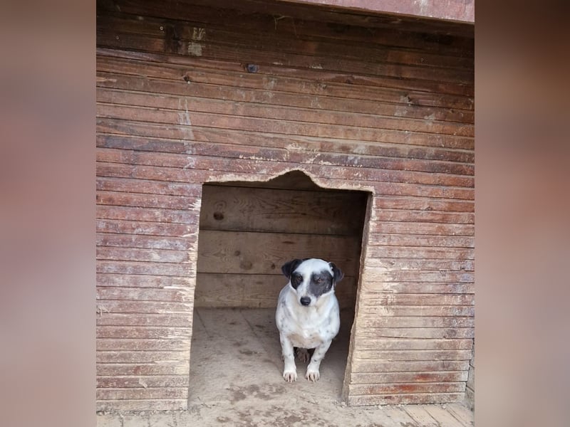 Noch ängstliche aber liebe Hündin „Maggie“, ca. 2021 geboren, gut verträglich