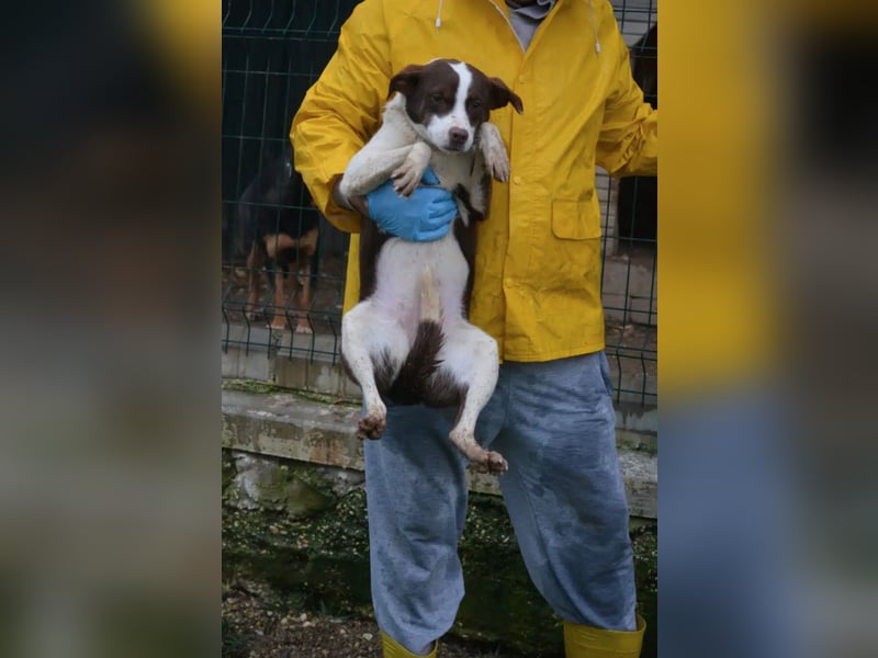 Sehr liebe, verträgliche Junghündin „Wilma“, ca. 2024 geboren, verspielt und lieb, sucht Körbche