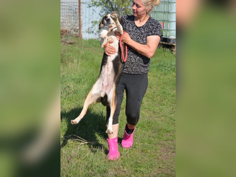 „Tchaika“, ca. 2019 geboren. Hat noch ein wenig Angst, möchte aber gerne nach Hause. SEHR lieb,.