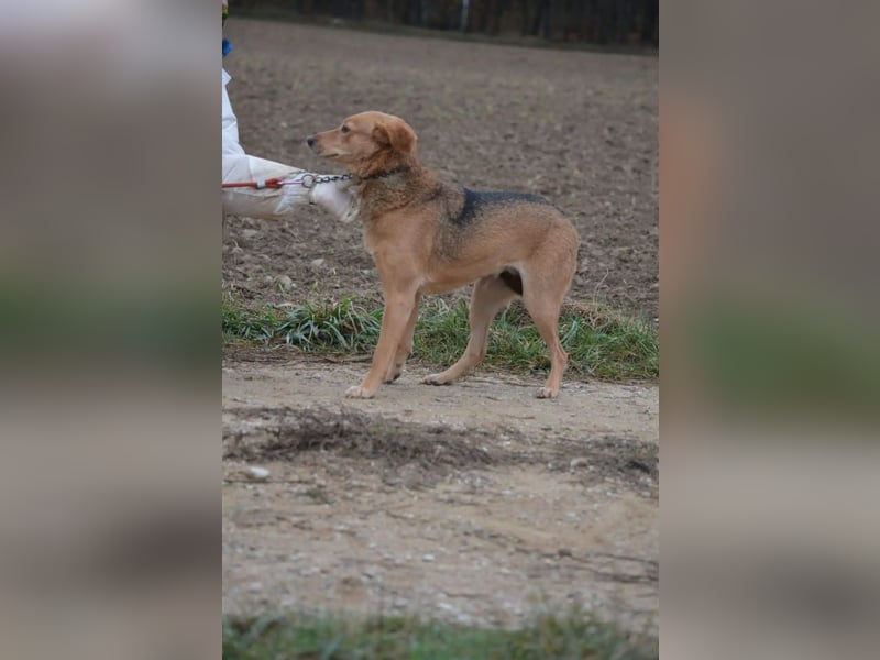 Kleine zurückhaltende Hündin LYDIA, ca. 2019 geboren; gut verträglich, sanftes Wesen, ruhig