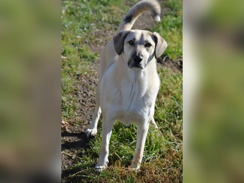 Lieber, sanfter und verschmuster Mischlingsrüde „Benji“, sehr gut verträglich, ca. 2022 geb., lieb