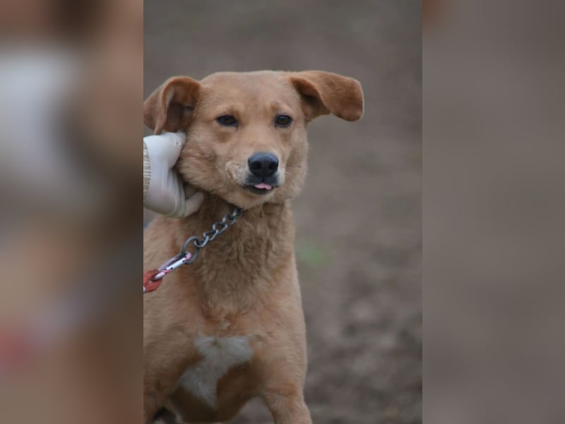 Kleine zurückhaltende Hündin LYDIA, ca. 2019 geboren; gut verträglich, sanftes Wesen, ruhig