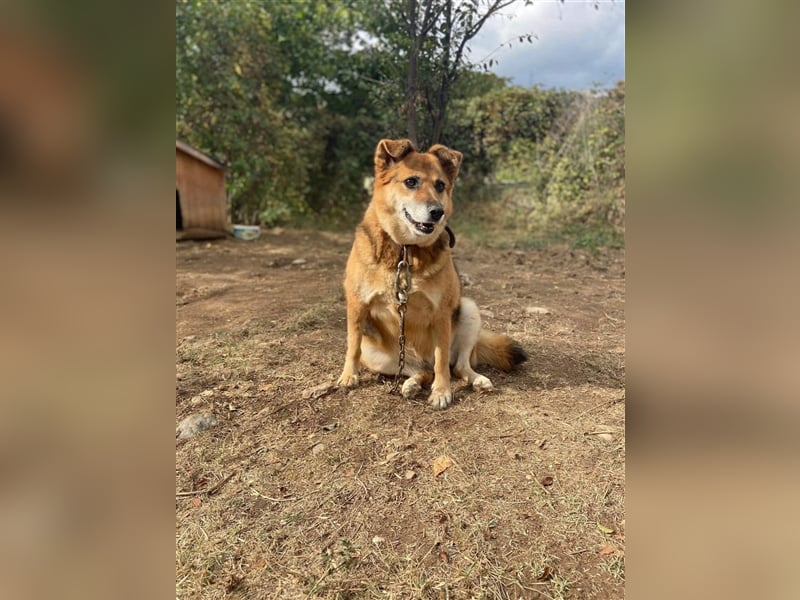 „Kayra“, ca. 6 Jahre alt, die Kleine sucht dringend ein Zuhause