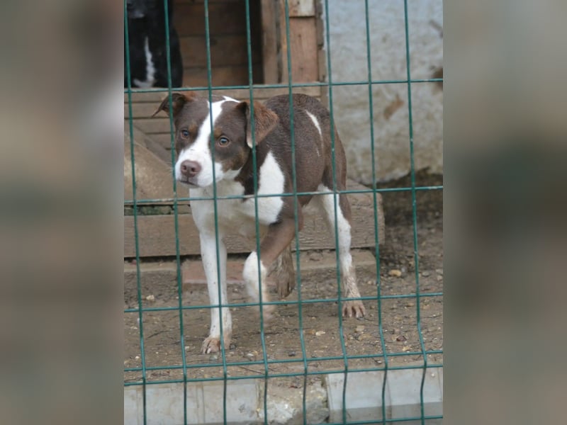 Sehr liebe, verträgliche Junghündin „Wilma“, ca. 2024 geboren, verspielt und lieb, sucht Körbche
