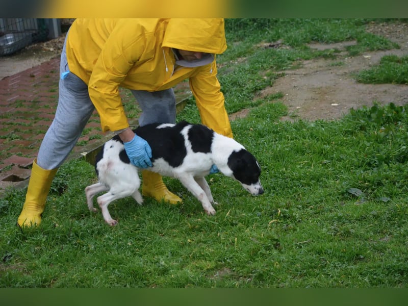 Liebe Mischlingshündin „Pünktchen“, ca. 2022/2023 geb., gut verträglich