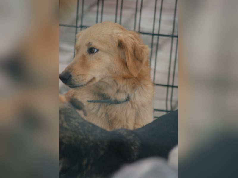 Manja, ca. 2023/2024 geboren, sehr lieb, gut verträglich