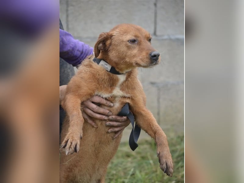 „Britta“, ca. 5 Jahre, lieb, noch scheu und zurückhaltend, sucht stabiles Zuhause