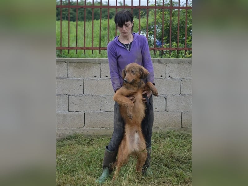 „Steve“, ca. 1,5 Jahre, leidet sehr im Zwinger, menschenbezogen, noch unsicher und zurückhaltend