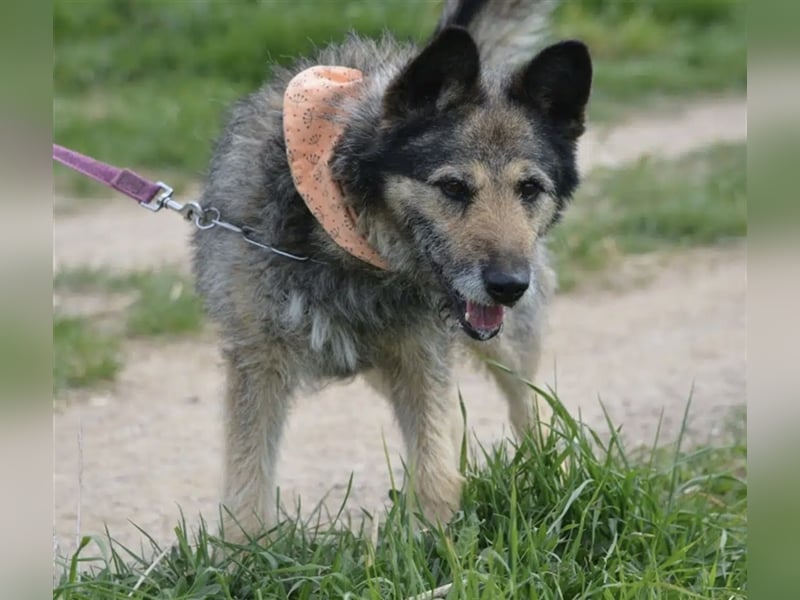 NOTFALL !!! Liebenswerter Zausel „Jurko“, ca. 2017 geb., sehr lieb und absolut menschenbezogen!