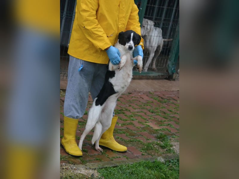 Liebe Mischlingshündin „Pünktchen“, ca. 2022/2023 geb., gut verträglich