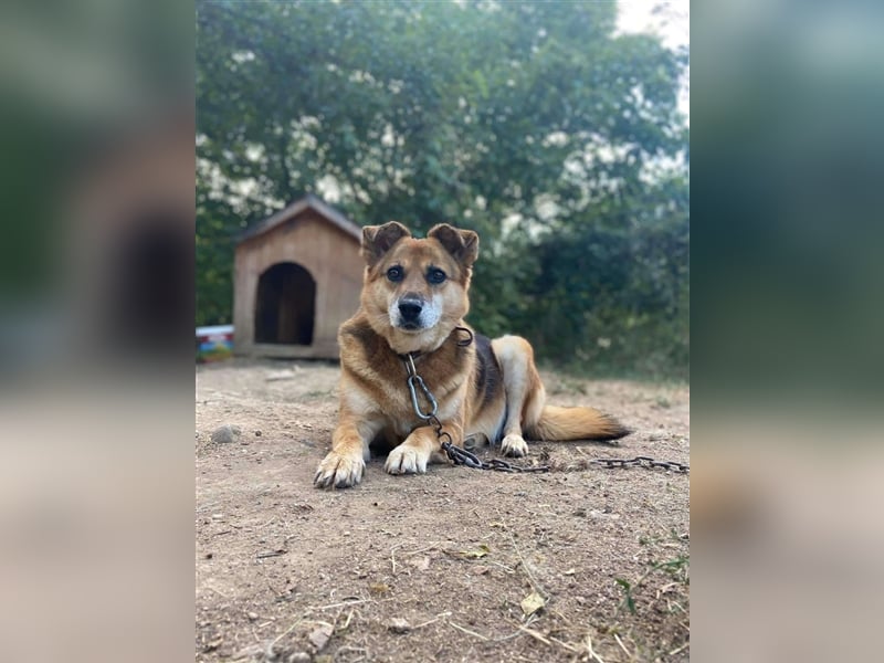 „Kayra“, ca. 6 Jahre alt, die Kleine sucht dringend ein Zuhause