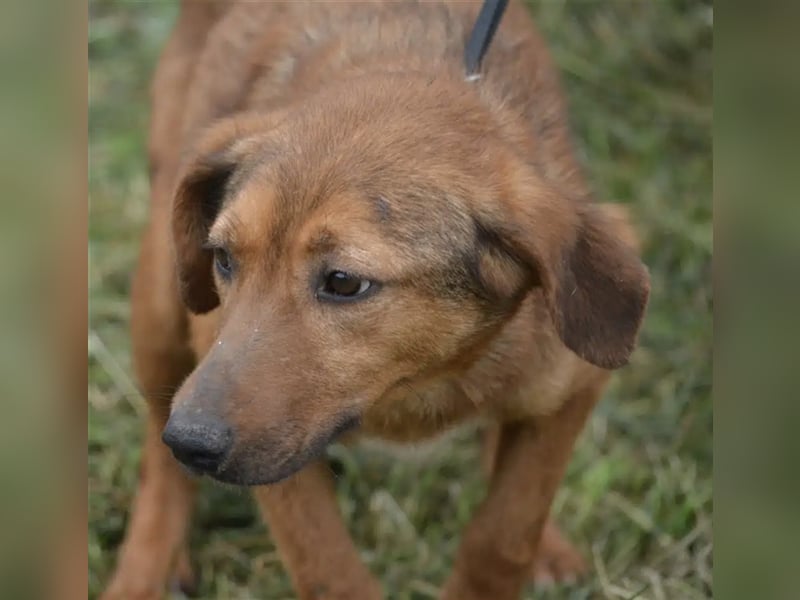 „Katja“, ca. 4-5 Jahre, lieb, menschenbezogen, noch unsicher und ängstlich