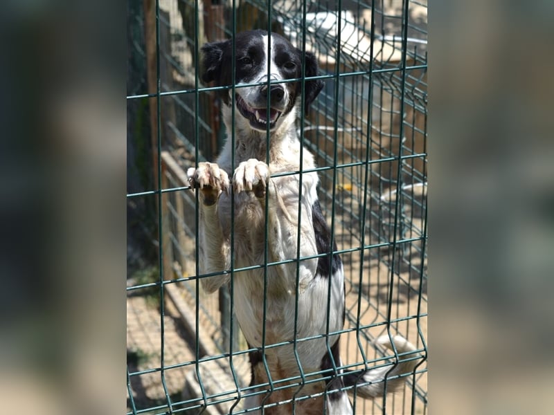 „Basti“, ca. 2021 geboren sucht Zuhause. Lieb und verträglich.