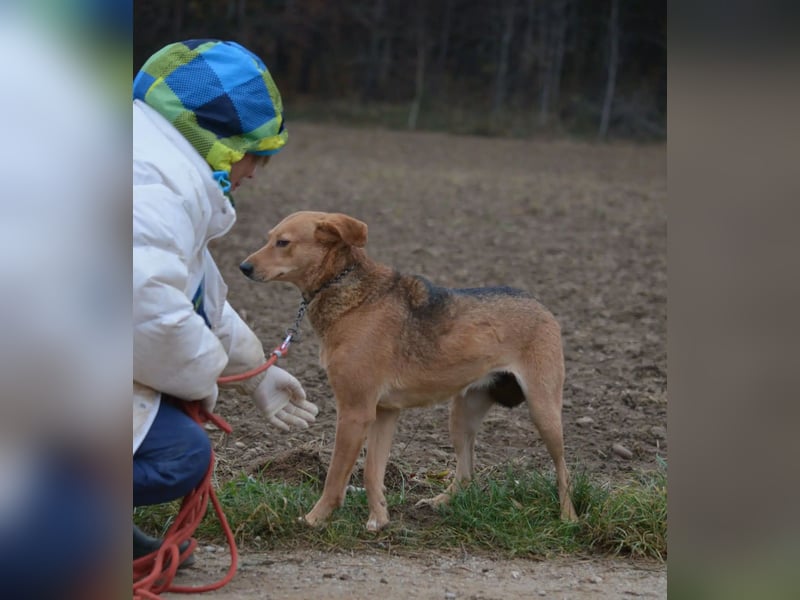 Kleine zurückhaltende Hündin LYDIA, ca. 2019 geboren; gut verträglich, sanftes Wesen, ruhig
