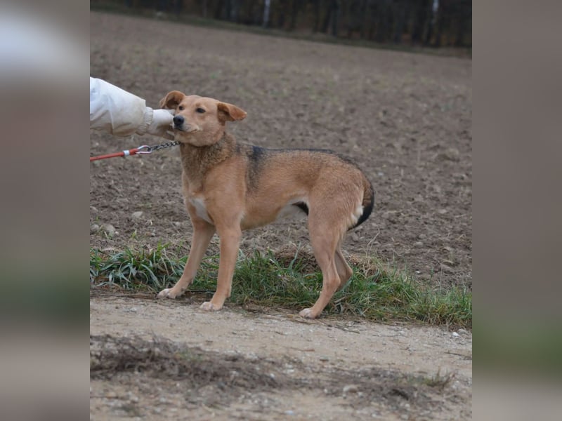 Kleine zurückhaltende Hündin LYDIA, ca. 2019 geboren; gut verträglich, sanftes Wesen, ruhig