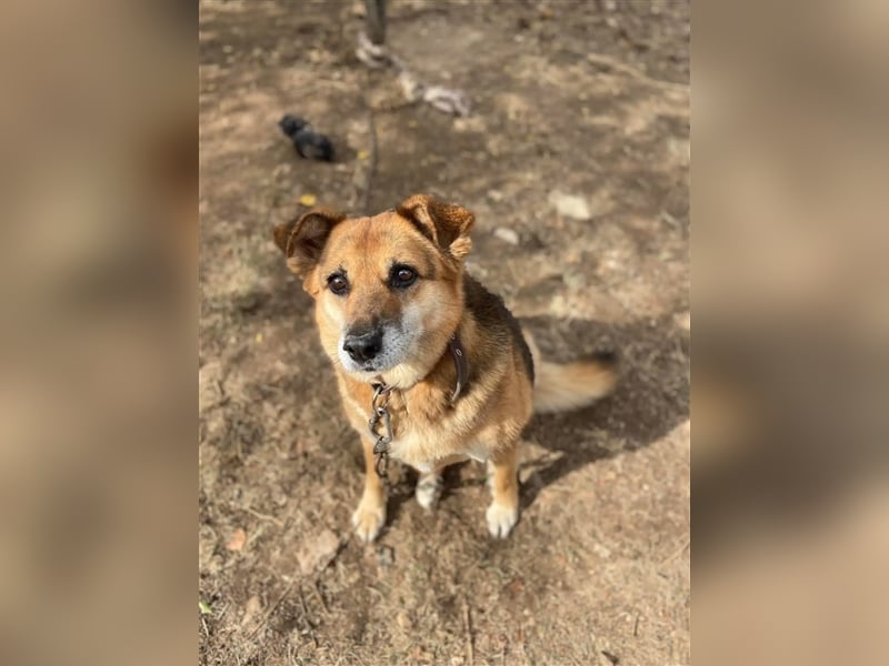 „Kayra“, ca. 6 Jahre alt, die Kleine sucht dringend ein Zuhause