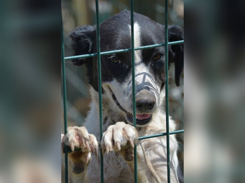 „Basti“, ca. 2021 geboren sucht Zuhause. Lieb und verträglich.
