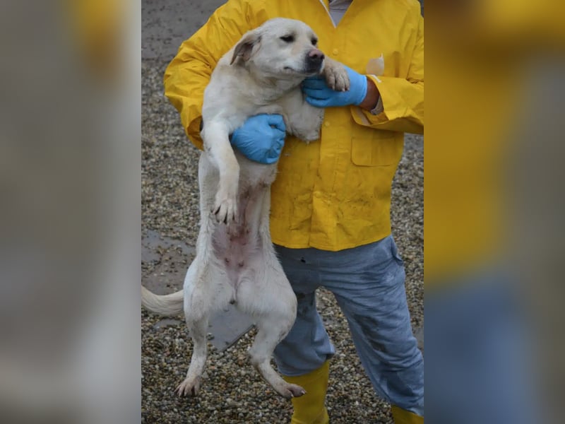 „Möhrchen“, noch scheu, ca. 2023 geboren, sucht Hundehalter mit Einfühlungsvermögen