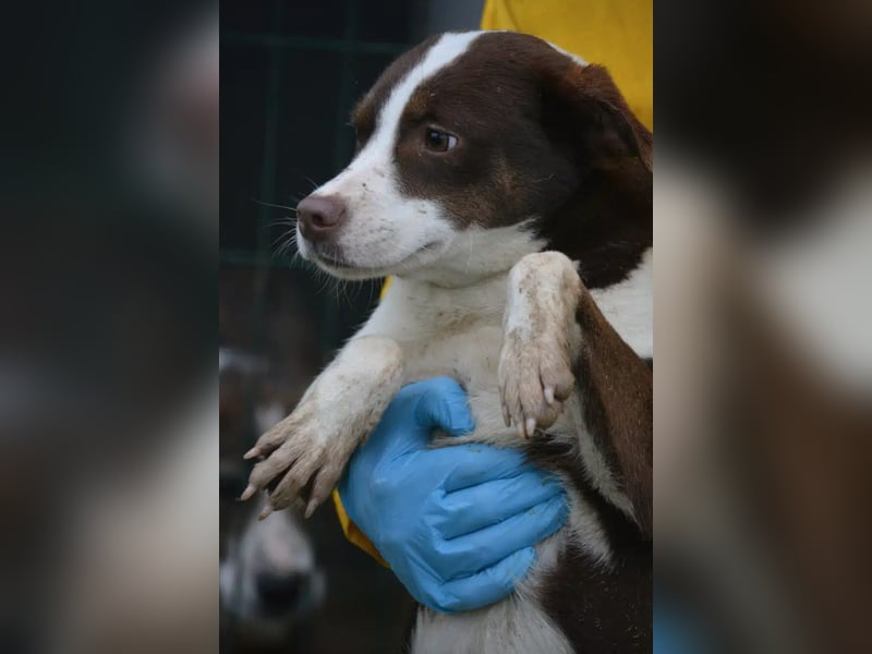 Sehr liebe, verträgliche Junghündin „Wilma“, ca. 2024 geboren, verspielt und lieb, sucht Körbche