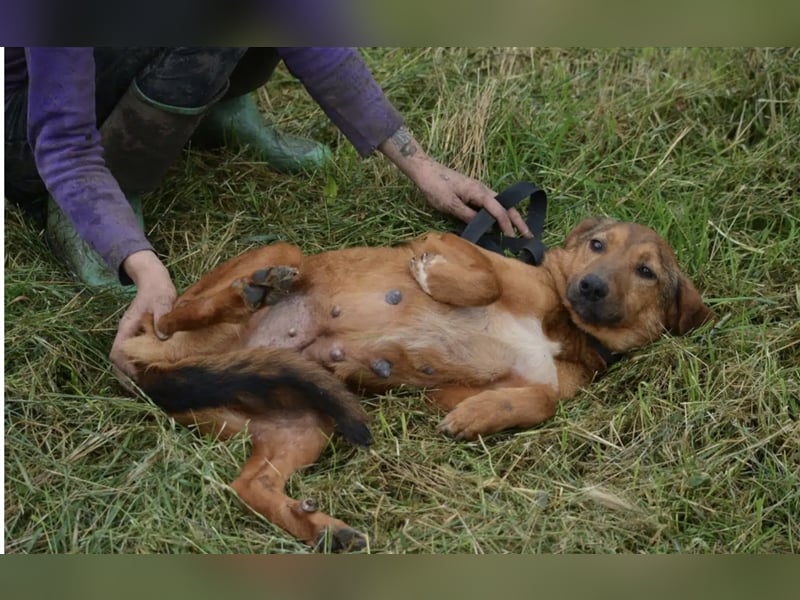 „Katja“, ca. 4-5 Jahre, lieb, menschenbezogen, noch unsicher und ängstlich