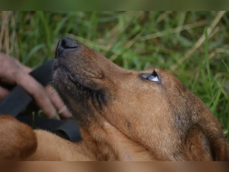 „Katja“, ca. 4-5 Jahre, lieb, menschenbezogen, noch unsicher und ängstlich